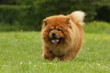 CHOW CHOW 542